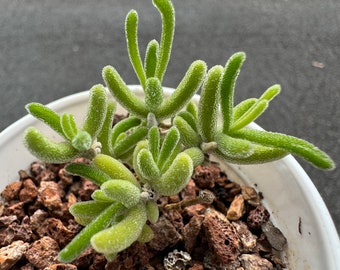 Drosanthemum 'Red Leaf Ice Crystal',  mini size, Bare Root, Imported Rare Succulent