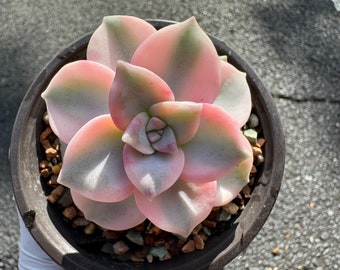 Graptopetalum 'Purple Delight' Variegated, New Hybrid, single head, pretty color,  Imported Rare Succulent, Bare Root