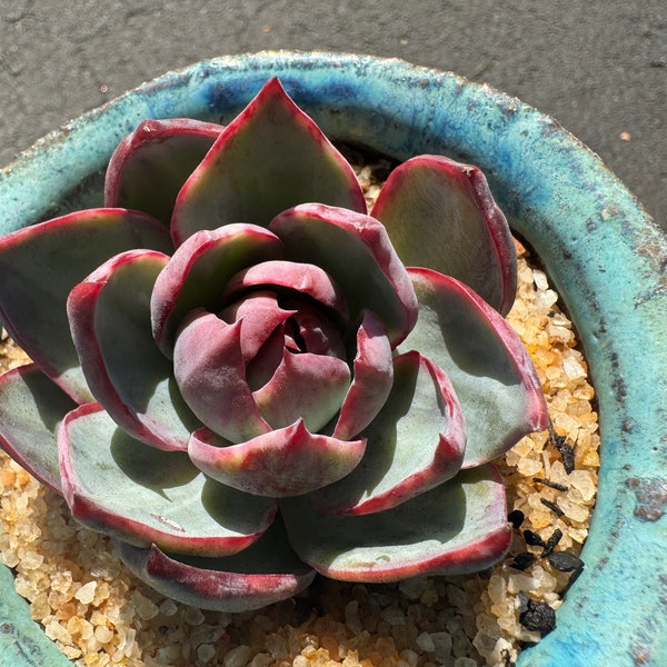 Echeveria Agavoides'Casio', Narrow style,  2.7inches, Imported Rare Succulent, Bare Root, live plant, gift