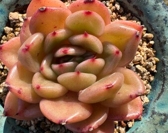 Echeveria 'Morning', New hybrid,  2.3 inches, Imported Rare Succulent, Bare Root, live plant