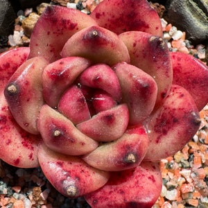 Echeveria ‘Agavoide TM’ , single head, 1.6inches,  nice color, Bare Root, Imported Rare Succulent, live plant, gift