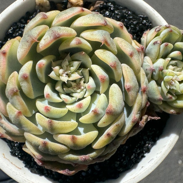 Echeveria  Variegated 'Minima' ,2 heads, 2.3inches,   Bare Root, Imported Rare Succulent, gift , live plant