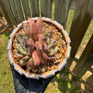 Rare succulents, Echeveria &#39;Black Crystal hybrid’, 2heads, 3.1inches