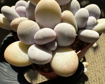 Pachyphytum oviferum, 4heads,  live plant, Bare Root, imported succulents, live plant, gift