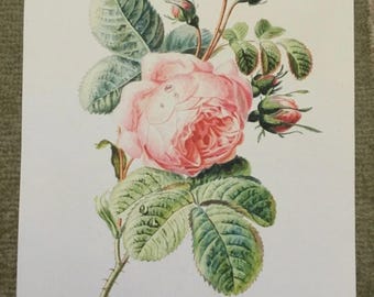 Reproducción de acuarela de rosa muy singular, 33 x 48 cm.