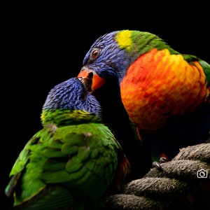 Rainbow Lorikeets Digital Print