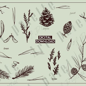 Op de afbeelding: Een digitale download van handgetekende illustraties van dennenappels, takken, bladeren en bomen. De illustraties zijn in zwart-wit en hebben een vintage stijl.