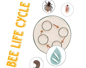 Bee life cycle Montessori