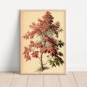 Japanese Maple Botanical Sketch Printable - Detailed Illustration of Japanese Maple, Perfect for Nature Enthusiasts and Home Decor