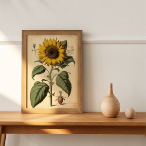 Sunflower Botanical Sketch Printable - Detailed Illustration of Sunflower, Perfect for Nature Enthusiasts and Home Decor