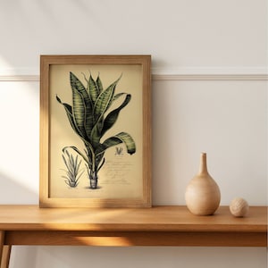 Snake Plant Botanical Sketch Printable - Detailed Illustration of Snake Plant, Perfect for Nature Enthusiasts and Home Decor