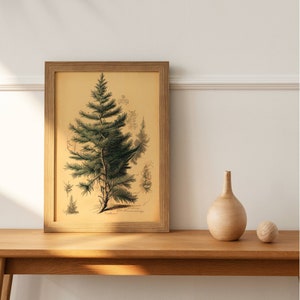 Fir Botanical Sketch Printable - Detailed Illustration of Fir, Perfect for Nature Enthusiasts and Home Decor