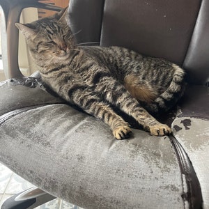 May include: A tabby cat with brown stripes is sleeping on a gray office chair with a brown leather back.