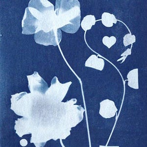 Cyanotype Authentique – Création Artistique