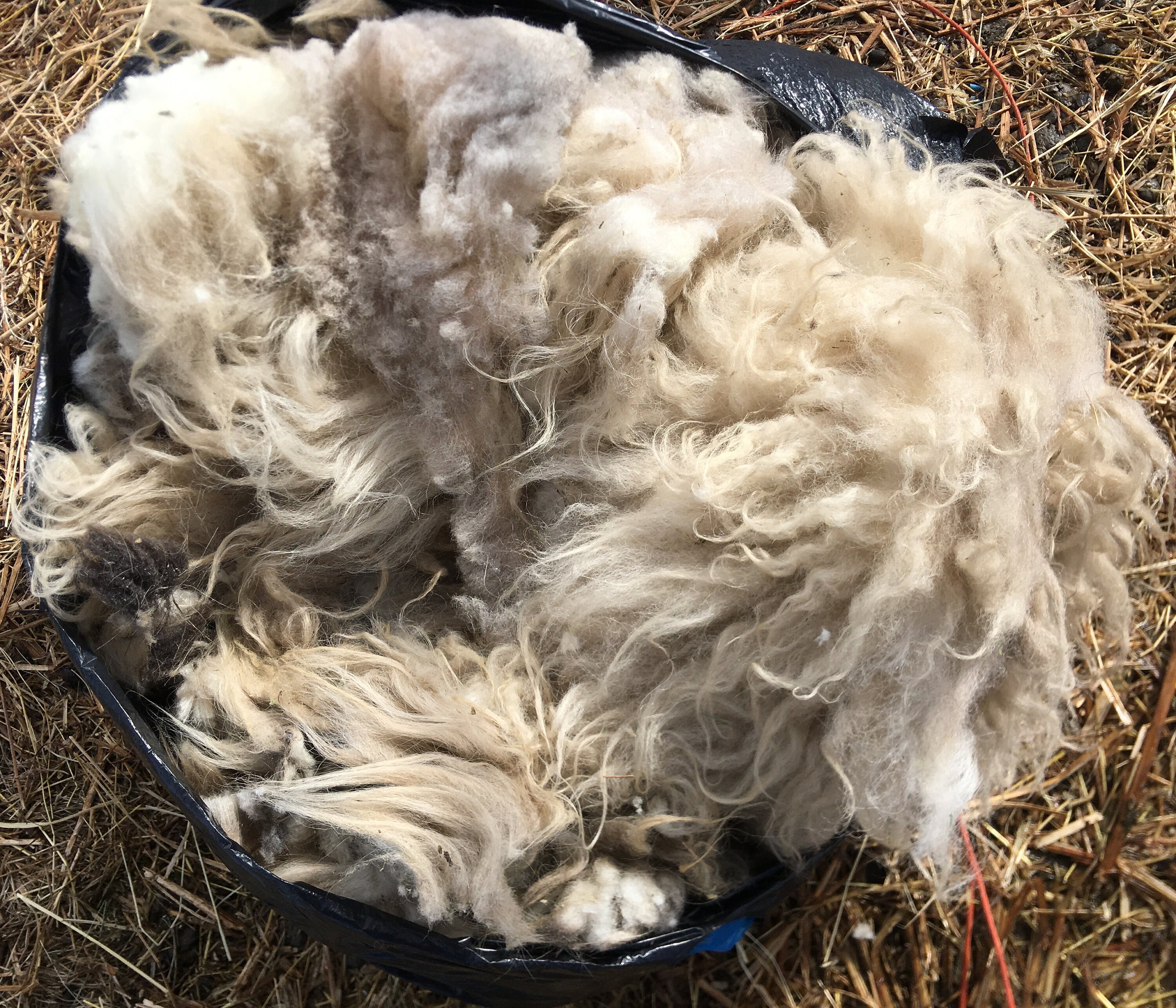 Complete Icelandic Ram Lamb's Wool Raw White - Etsy