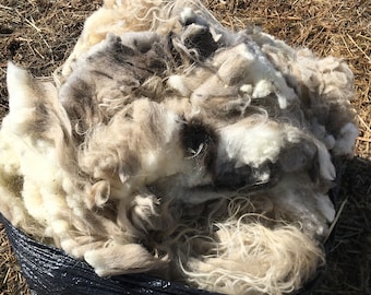 Complete LARGE Icelandic Ewe's Wool Pelt Raw White (with a few small splashes of color)