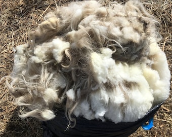 Complete LARGE Icelandic Ewe's Wool Pelt Raw White (with a few small splashes of color)