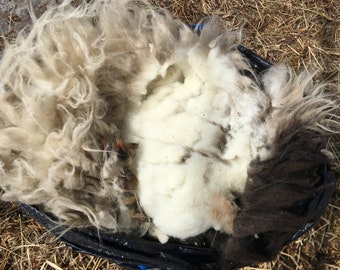 Complete Icelandic Ewe Lamb's Wool Raw White