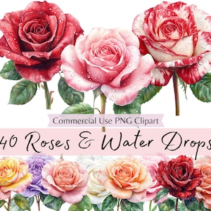 Peut inclure: 40 illustrations à l'aquarelle de roses avec des gouttes d'eau. Les roses sont de différentes couleurs, notamment rouge, rose, blanc et jaune. Les illustrations sont parfaites pour créer des designs numériques ou imprimés.