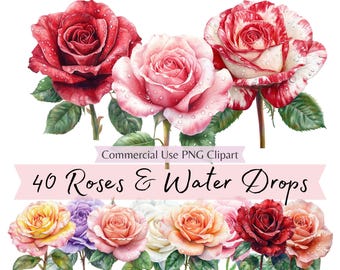 Watercolor Roses with Dew Drops Clipart, Red White Pink Rose PNG, Rain Droplets Floral Clip Art, Digital Download for Weddings and Cards
