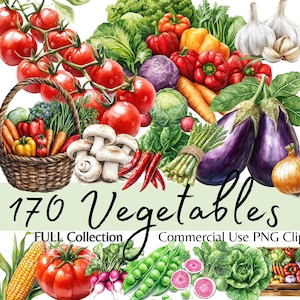 Könnte beinhalten: Eine Sammlung von 170 Aquarell-Illustrationen von Gemüse, darunter Tomaten, Paprika, Zwiebeln, Knoblauch, Auberginen, Pilze, Mais, Erbsen, Radieschen und mehr. Die Illustrationen sind perfekt für den Einsatz in kommerziellen Projekten, wie z. B. der Erstellung digitaler Produkte, Website-Grafiken oder gedruckter Materialien.