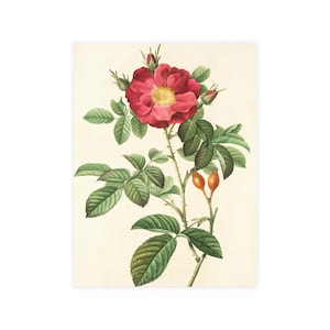 Open roos ansichtkaartbundel | Elegante bloemenkunstkaarten (enveloppen niet inbegrepen)