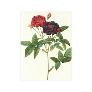 Floral Arrangement Postcard Bundle (envelopes not included)