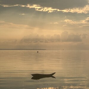 K&ouml;nnte beinhalten: Ein kleines Holzboot treibt auf ruhigem, stillem Wasser. Der Himmel ist in einem sanften, blassen Gelb mit zarten Wolken.