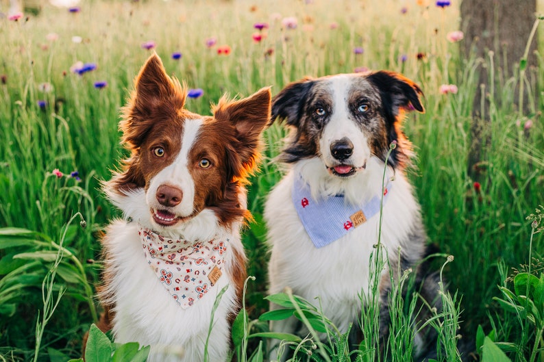 Howdy Partner Dog Bandana with Snaps, Summer Dog Bandana, Cat Bandana, Pet Accessories, Boho Style immagine 7