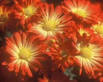 Photograph of Asters in the Fall