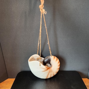 Puede incluir: Una maceta colgante de concha de nautilo con un exterior liso de color blanco roto y rayas radiales marrones. La concha tiene una espiral central de color negro parduzco oscuro y está suspendida por un fino cordel de yute marrón claro.