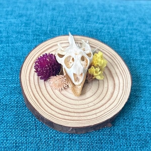 Real Animal Bones | Turtle | Skull | Dried Flowers | Unique | Gift Ideas | One of a Kind | Plants | Hand Made | Home Decor | Oddities |