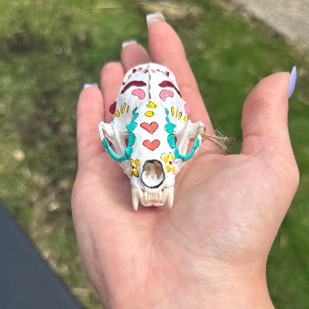 Animal Sugar Skull Real Animal Skull Dia De Los Muertos Etsy