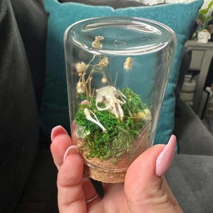 May include: A clear glass jar with a cork lid containing a small animal skull, dried flowers, and green moss.