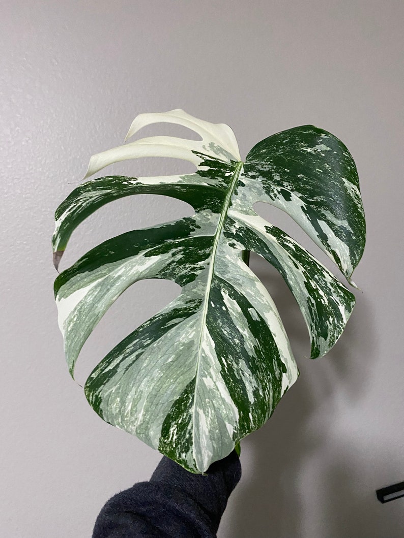 Monstera Albo Variegated image 1