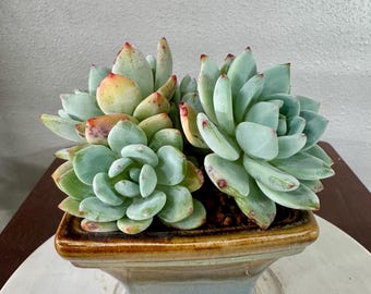 Echeveria Laui X Clacatum（lengxiang）5big heads+ 2 babies cluster . Beautiful color thick powder.once outdoors more colorful.