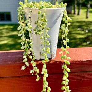Variegated String of Pearls. 4”pot.will have long trailing stems hanging down. Beautiful color once move out.shipping bare roots.