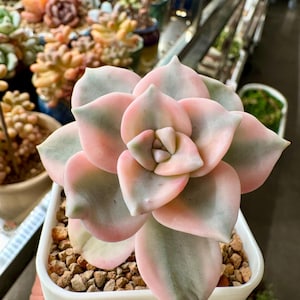 May include: A close-up of a succulent plant with pink and green leaves. The plant is in a small white square pot filled with small brown pebbles. Other succulents are visible in the background.