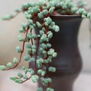 May include: A trailing succulent plant with small, pale green, bead-like leaves on thin reddish stems, cascading over the rim of a tall, dark brown, smooth-surfaced ceramic vase. The plant features numerous rounded, fleshy foliage segments.