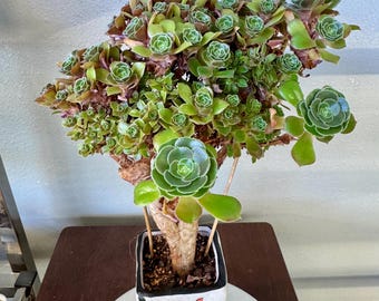 Aeonium blushing beauty  Multi-head rose-shaped cluster .H:11” W 9” 3 years Old stems .once outdoors growing color on very fast.