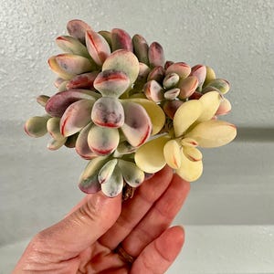 May include: A close-up of a succulent plant with fleshy, oval-shaped leaves. The leaves display a gradient of colors, including pale yellow, green, pink, and deep red. The plant is held in a hand, showcasing its vibrant hues and textures.