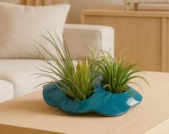 Handmade Air Plant Holder: several Tillandsia in a pot