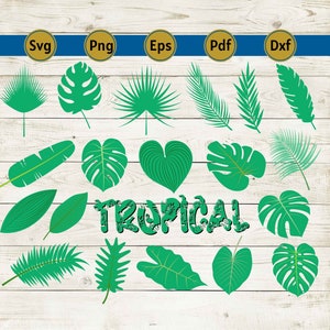 tropical leaves svg, tropical leaf svg, monstera leaf svg, monstera svg, palm leaf svg, leaf svg, leaves svg, hibiscus svg, clipart, svg,dxf