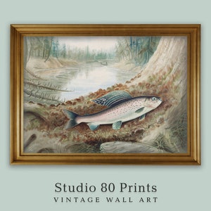 Puede incluir: Una ilustración vintage de una trucha en un entorno de bosque. El pez se representa nadando en un arroyo con un tronco de árbol en el fondo. La ilustración está enmarcada en un marco dorado.