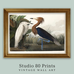 Purple Heron | Vintage Bird Print | Purple Heron | Printable Digital Download | Birds of America | John James Audubon