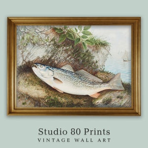 Weakfish | Vintage Fish Art Print | Printable Digital Download | Chromolithograph | Fishing Decoration | Country Home
