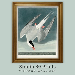 Arctic Tern |  Vintage Bird Print | Printable | Birds of America | Audubon | Seaside Coastal Home | Bird of Prey | Digital Download