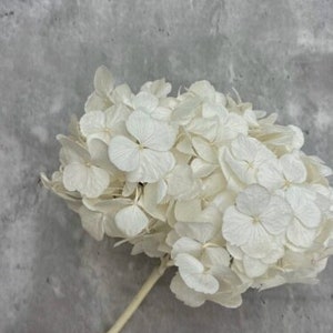 Preserved  White Hydrangea
