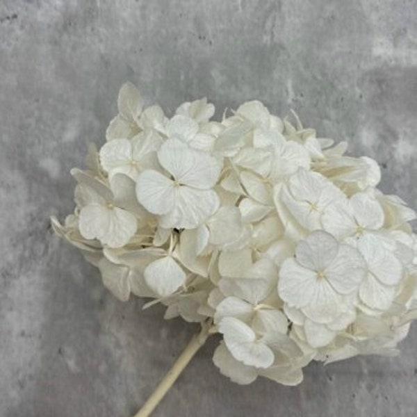 Preserved  White Hydrangea