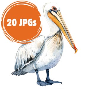 20 Watercolor Pelikan Jpgs Clipart